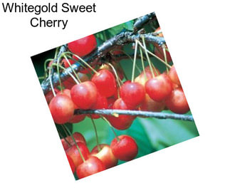 Whitegold Sweet Cherry