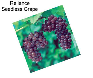 Reliance Seedless Grape