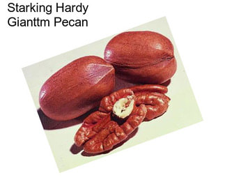 Starking Hardy Gianttm Pecan