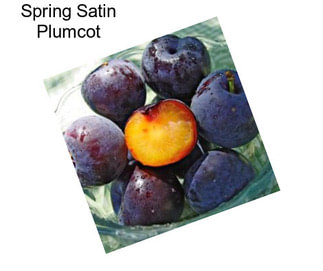 Spring Satin Plumcot