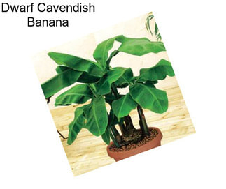 Dwarf Cavendish Banana