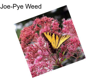 Joe-Pye Weed