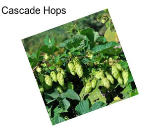 Cascade Hops