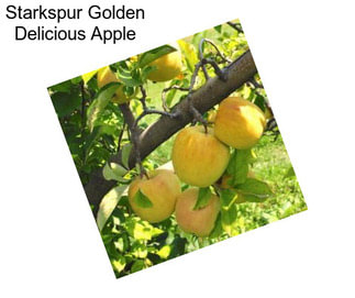 Starkspur Golden Delicious Apple