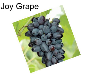 Joy Grape