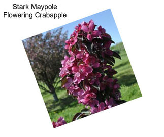 Stark Maypole Flowering Crabapple