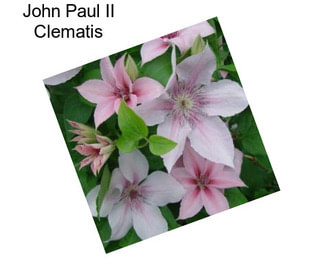 John Paul II Clematis