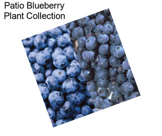 Patio Blueberry Plant Collection