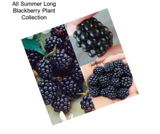 All Summer Long Blackberry Plant Collection