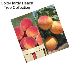 Cold-Hardy Peach Tree Collection