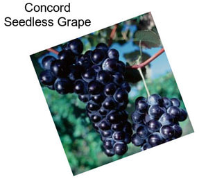 Concord Seedless Grape