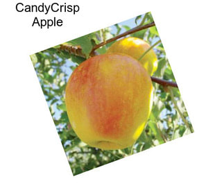 CandyCrisp Apple