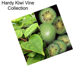 Hardy Kiwi Vine Collection