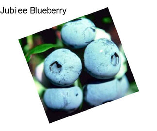 Jubilee Blueberry