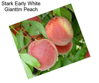 Stark Early White Gianttm Peach