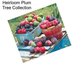 Heirloom Plum Tree Collection