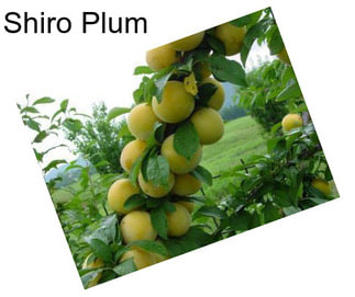 Shiro Plum