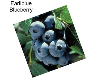 Earliblue Blueberry