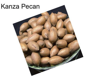 Kanza Pecan