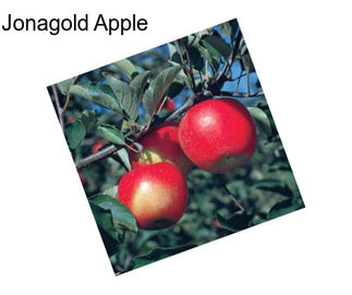 Jonagold Apple