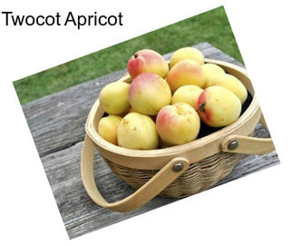 Twocot Apricot