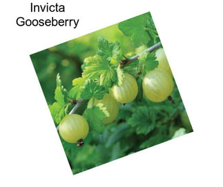 Invicta Gooseberry