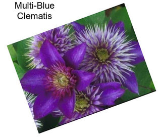 Multi-Blue Clematis