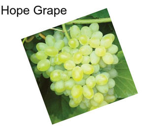 Hope Grape