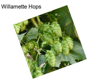 Willamette Hops