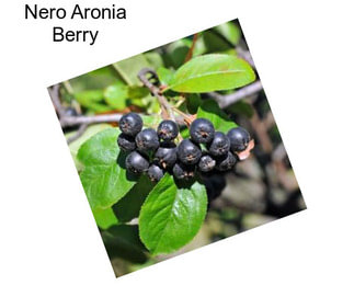 Nero Aronia Berry