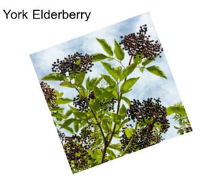 York Elderberry