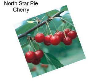 North Star Pie Cherry