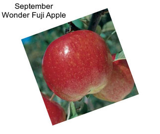 September Wonder Fuji Apple