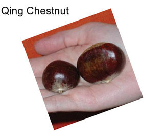Qing Chestnut