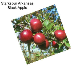 Starkspur Arkansas Black Apple