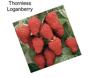 Thornless Loganberry