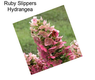 Ruby Slippers Hydrangea