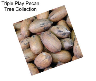 Triple Play Pecan Tree Collection