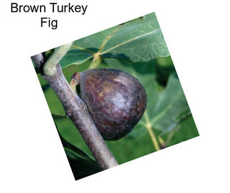 Brown Turkey Fig