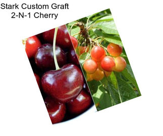 Stark Custom Graft 2-N-1 Cherry