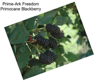 Prime-Ark Freedom Primocane Blackberry