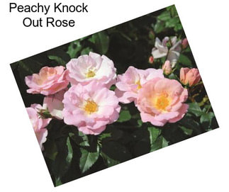 Peachy Knock Out Rose