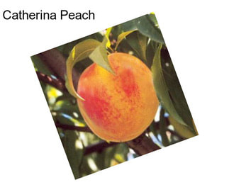 Catherina Peach