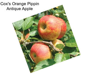 Cox\'s Orange Pippin Antique Apple