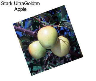 Stark UltraGoldtm Apple