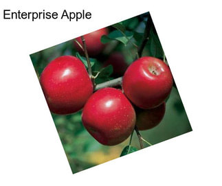 Enterprise Apple