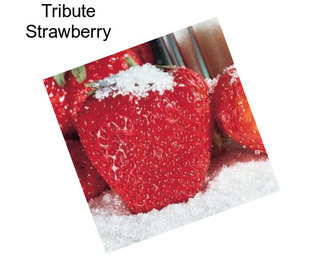 Tribute Strawberry