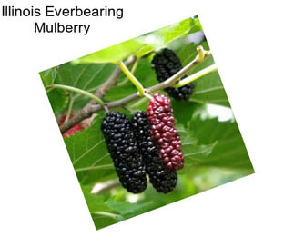 Illinois Everbearing Mulberry