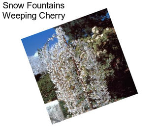 Snow Fountains Weeping Cherry