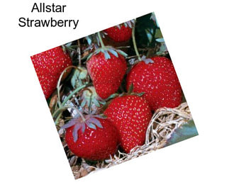 Allstar Strawberry